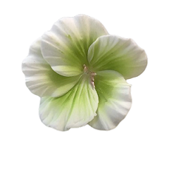 Украшение сахарное Цветок Мальва зеленая 7 см 1 шт